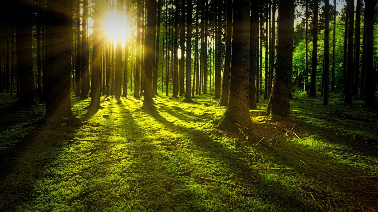 Sunlight shining through the trees in a forest.